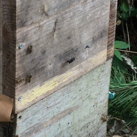 ミツバチの巣に迫る謎のハチの画像