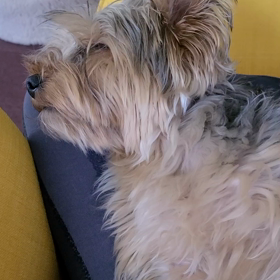 お犬さまさまの画像