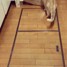 米袋好きのネコ。の画像