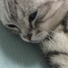 ★猫のゴロゴロ音の画像