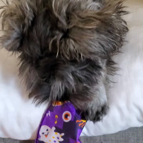 ４つの診察の画像