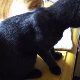 テンテコマイ～の画像