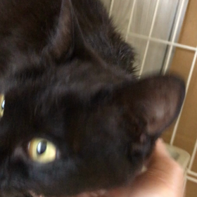 妊婦猫のチーちゃん☺️の画像