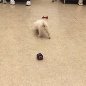 初パピークラスへの画像