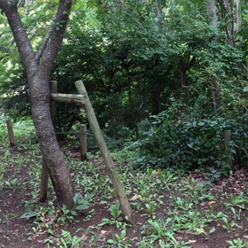 私の散歩道で、ヒグラシの鳴き声に遭遇した♡の画像