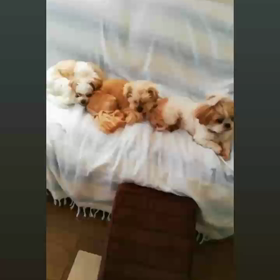 トントンのお泊り報告♪の画像