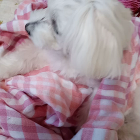 あたち、待ってる!の画像