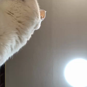 撮られている気配を感じたシロの画像