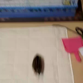 おいでおいで～(*≧з≦)の画像