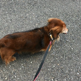 走ってますの画像