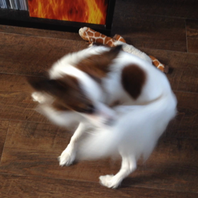 まわるまーわるの画像