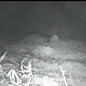 すぎぴたんの事件簿シーズン3　163話（ハクビシンの生態）の画像