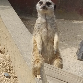 ワンとなくミーアキャット♪ | たまの徒然日記Ⅱ