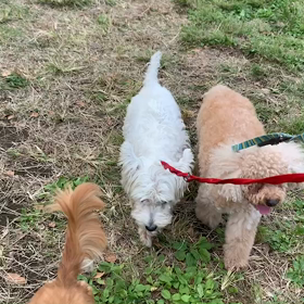 10月31日15わんこと2時間遠足　　代々木公園の画像