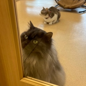 今日は十六団子の日の画像