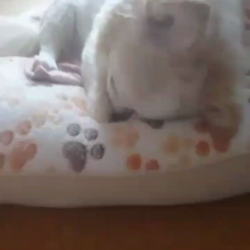 眠る前にすること♡の画像