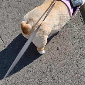 朝の散歩の画像