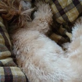 ココちゃん 退院して来ましたの画像