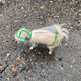 雨続きの中の画像