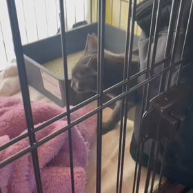 グレくんトライアルへの画像