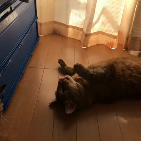 里親様募集中のマリーちゃん、ミラちゃんの画像