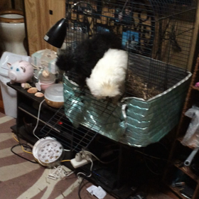 メイとサツキの画像