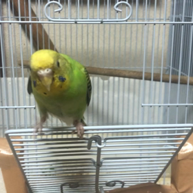 我が家の手乗り達の画像