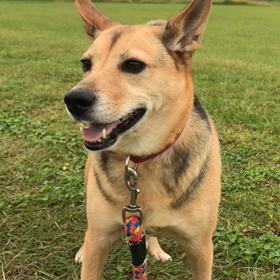 犬の心境わかりますか？の画像