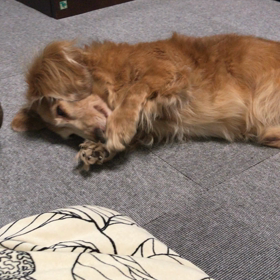 くしくしの画像