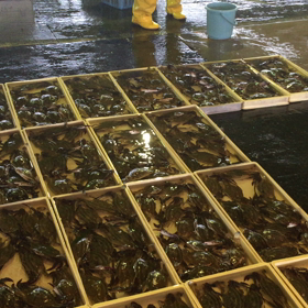 オスのワタリガニがオススメ！の画像