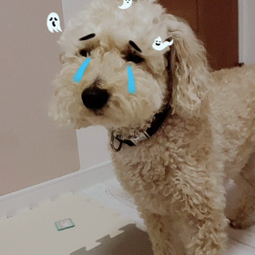 ね〜む〜れ〜ない‼︎の画像