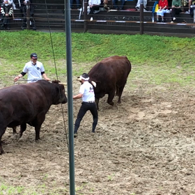 牛の角突きの画像