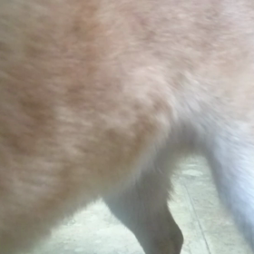 大きくなった春ちゃんの画像