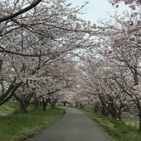 桜路の画像
