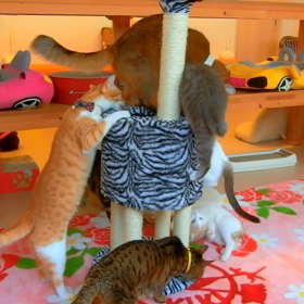 2017年11月20日　猫カフェバロンの画像