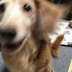 のんきなの画像