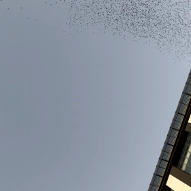 本千葉付近、スズメの大群の画像