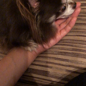 ひたペロの画像