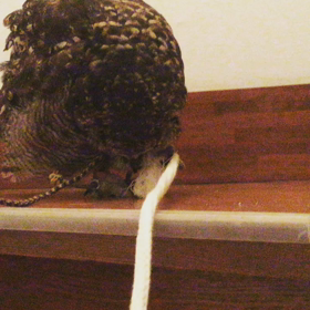 蛇かな❓の画像