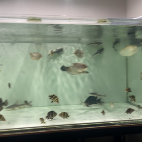 ダトニオ大量輸入！！の画像