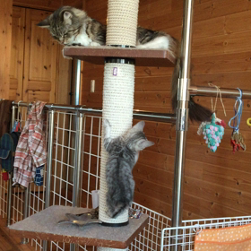 ニューメンターに魅せられてます。(*^_^*)の画像