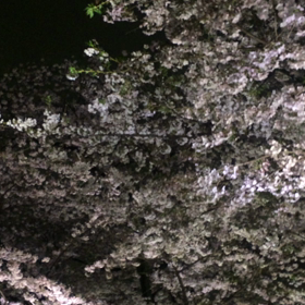 千鳥ヶ  淵の画像