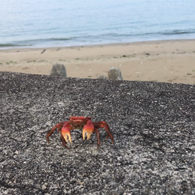 カニさん！の画像