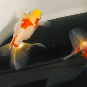 またまた鰓捲れの画像