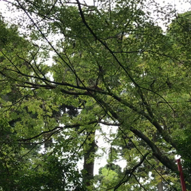蝉の声　渋川八幡宮の画像