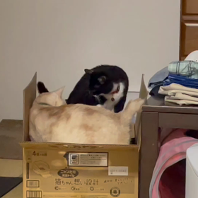 だいちゃん♂vsクロちゃん♀の画像