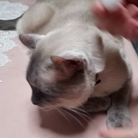 karl君は、角膜擦過傷治療中！の画像