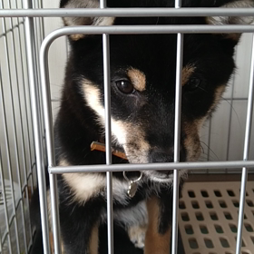 どうにもの画像