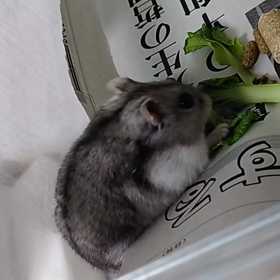 本日のひじき。の画像