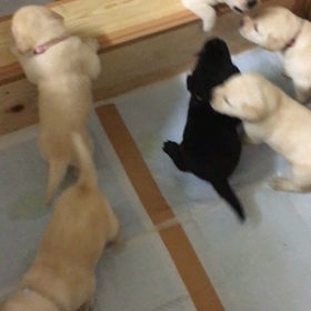 出してよ！アピールの画像